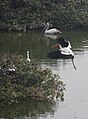 Spot-billed pelican, painted stork, little egret and open-billed stork