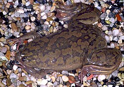 Xenopus laevis