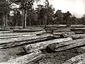 Image 6Deforestation in Myanmar during the British colonial era. (from Geography of Myanmar)