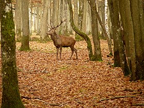 Image illustrative de l’article Espace Rambouillet