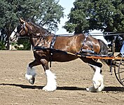 Clydesdale w zaprzęgu