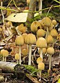 Glimmer-Tintling (Coprinus micaceus)