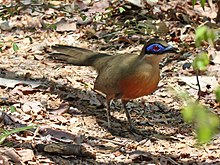 Coquerel's Coua RWD3.jpg