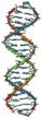 DNA