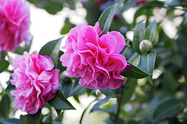 Camellia à fleur double.