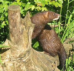 Europinė audinė (Mustela lutreola)