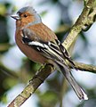 Fringilla coelebs coelebs