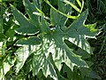 Közönséges medvetalp levele (Heracleum sphondylium)