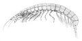 Koonunga cursor, Anaspidacea