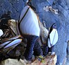 The pelagic gooseneck barnacle (Lepas anatifera)