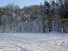 Mont de l'Enclus sous la neige. Belgique