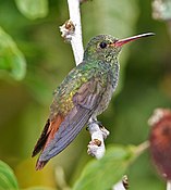 Rufous-tailed hummingbird