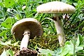 Früher Ackerling (Agrocybe praecox)