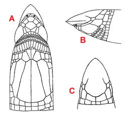 Dalophia pistillum