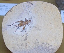 Cretaceous Orthoptera fossil.jpg