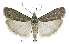 Eudonia cataxesta