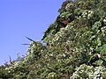 Gunnera insignis, Costa Rica (Irazu) -4-