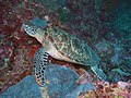 Green sea turtle.