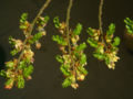 Kvetoucí větévky pabuku jižního (Nothofagus antarctica)