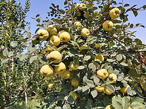 Fruits in tree