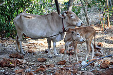 വെച്ചൂർ പശു