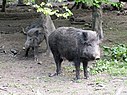 Wild boar