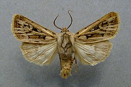 Agrotis fatidica