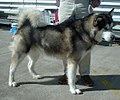 Alaskan Malamute