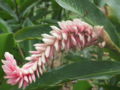 Alpinia purpurata, var. pink, Costa Rica (In der Nähe einer Lodge, Atlantik-Seite)