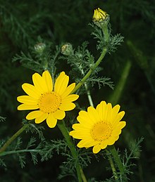 Anthemis April 2009-1.jpg