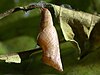 Chrysalis