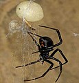 Lactrodectus hesperus