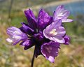 Dichelostemma capitatum