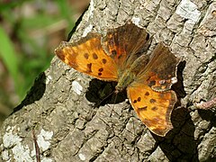 枯木鉤蛺蝶 Polygonia comma