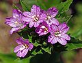 Epilobium alpestre