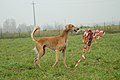 Un Saluki y el señuelo