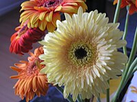 Gerbera flowers