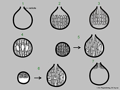 Typy hamatecjum: 1 – pusty owocnik, 2 – z parafizami, 3 – z parafizami wierzchołkowymi, 4 – ze strzępkami, 5 – z parafyzoidami, 6 – z pseudoparafizami, 7 – z peryfizami