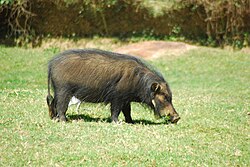 Nguruwe mweusi (Hylochoerus meinertzhageni)