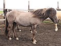 Iceland horses