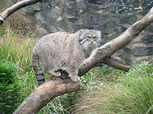 Manul (Otocolobus manul) LC - least concern (ei trüüwet)