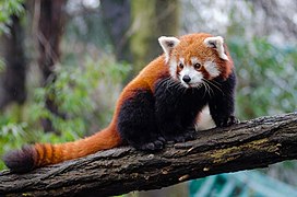 Ailurus fulgens.