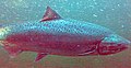 Salmone reale (Oncorhynchus tshawytscha) in un fiume locale