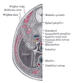 Transverse section of human embryo eight and a half to nine weeks old.