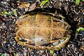 Adult, plastron view, in Kaeng Krachan District