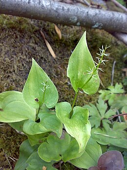 Kétlevelű árnyékvirág (Maianthemum bifolium)