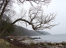 Marselisborgskovene strækker sig helt ned til stranden