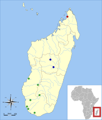 Subfósiles de Mesopropithecus encontrados en Madagascar[3]​ rojo = M. dolichobrachion verde = M. globiceps azul = M. pithecoides