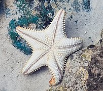 Oreaster reticulatus, Cancun, Mexico