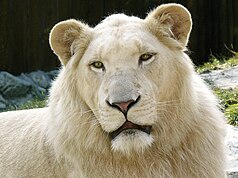 White lion